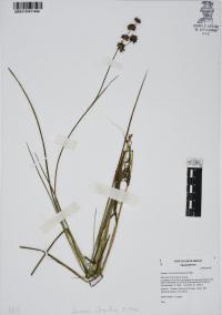 Juncus ebracteatus image